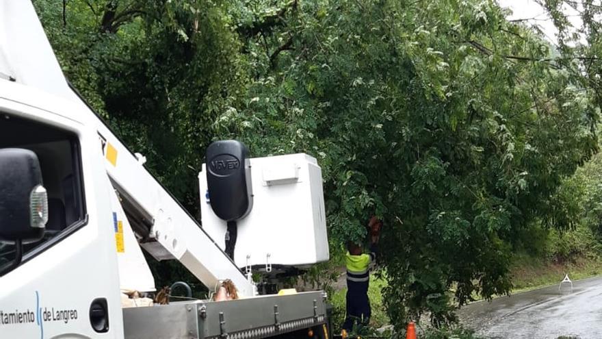 Operarios municipales trabajan en la retirada del árbol