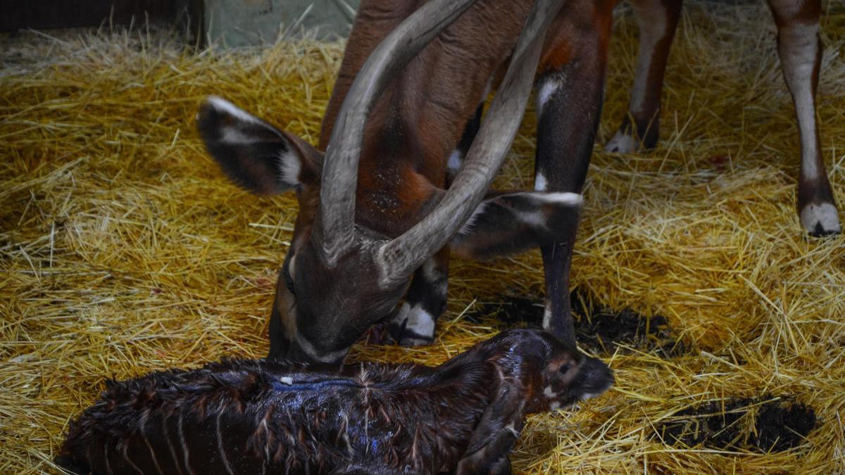 Graban el nacimiento de un bongo oriental en Bioparc