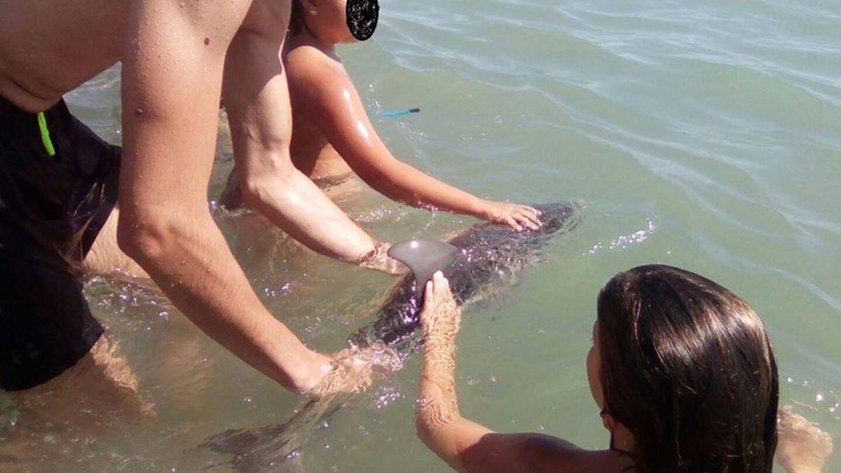 Bañistas con la cría de delfín varada en Mojácar.