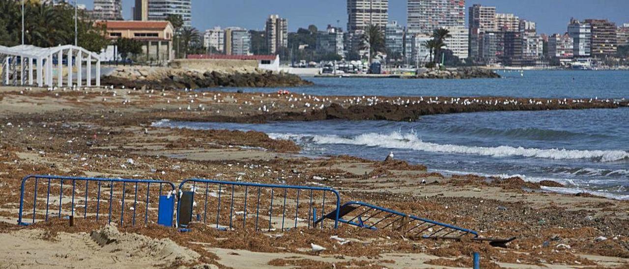 «Playas renaturalizadas» y regreso de especies a parajes