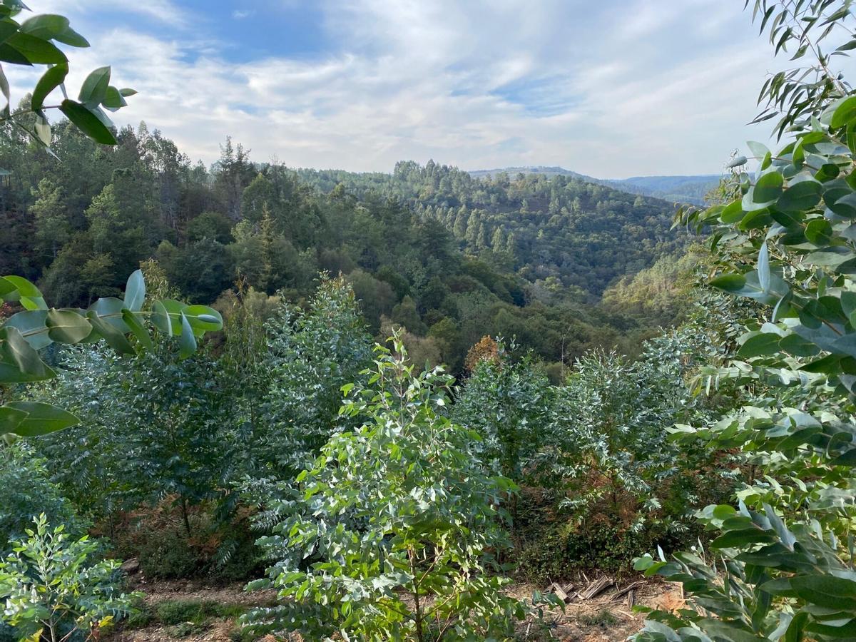 Una plantación ilegal de eucalipto en los Sobreirais do Arnego.