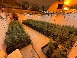 Una casa convertida en “supermercat” de marihuana a Martorell: quatre detinguts amb més de 600 plantes