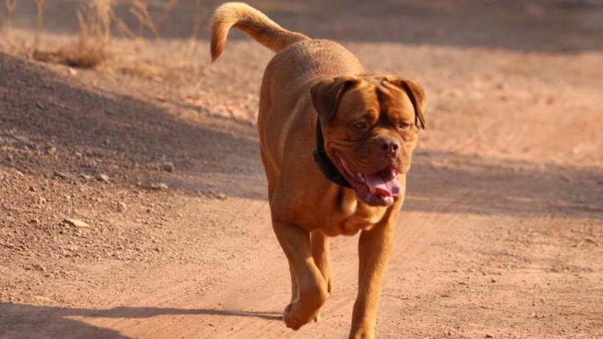 El dog de Bordeus és una raça considerada potencialment perillosa.