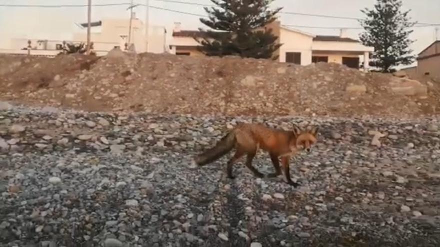 Un zorro en la playa de Almassora