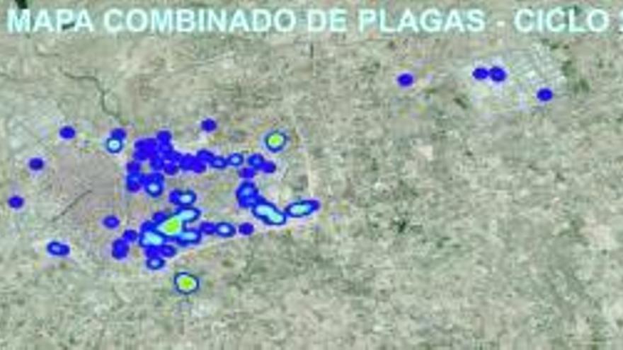 La presencia del picudo rojo en el palmeral de Elche se reduce un 5%