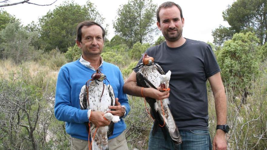 Un estudio sobre las águilas alerta sobre el aumento de la presión humana en los parques naturales