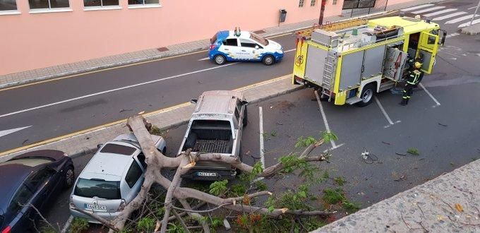 Cae un árbol sobre un coche en Gáldar