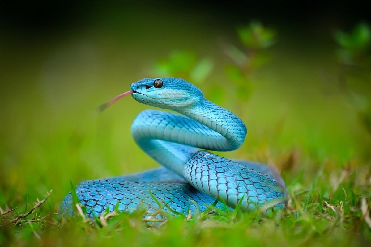 Serpientes y reptiles exóticos figurarán entre los animales de tenencia prohibida