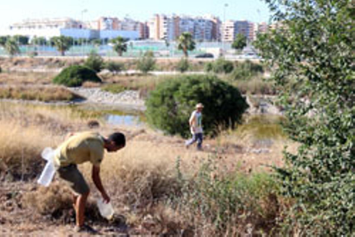 Dos mil árboles para el Guadalhorce