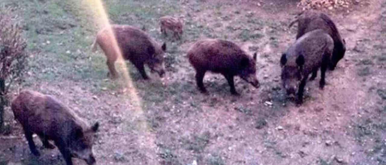 Un grupo de jabalíes, en una zona verde de la calle Arzobispo Lauzurica, en San Lázaro.