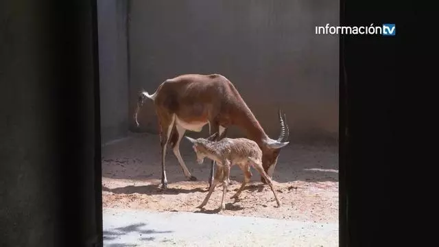 Nace un blesbok en Bioparc Valencia