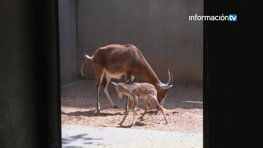 Nace un blesbok en Bioparc Valencia
