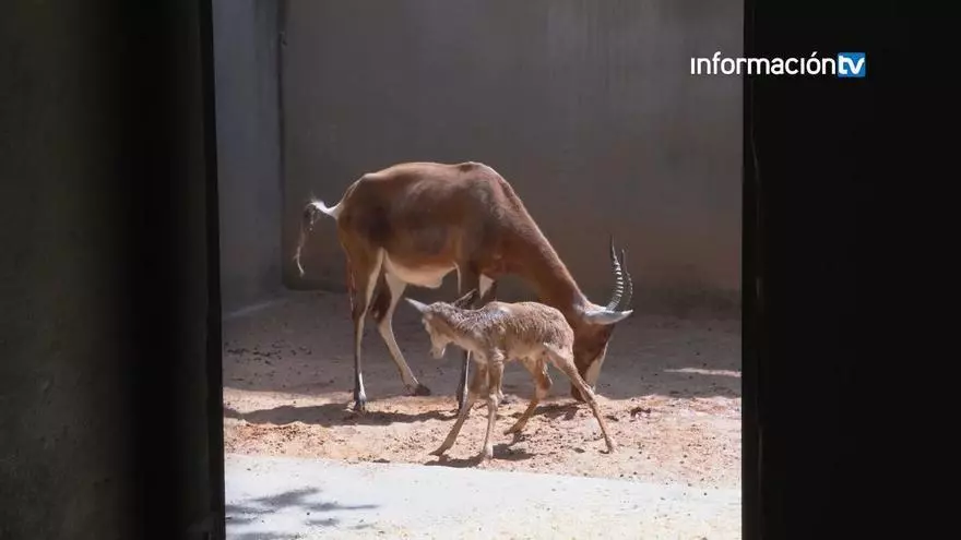 Nace un blesbok en Bioparc Valencia