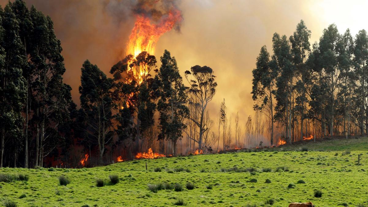 Activos 11 incendios forestales en diez concejos de Asturias