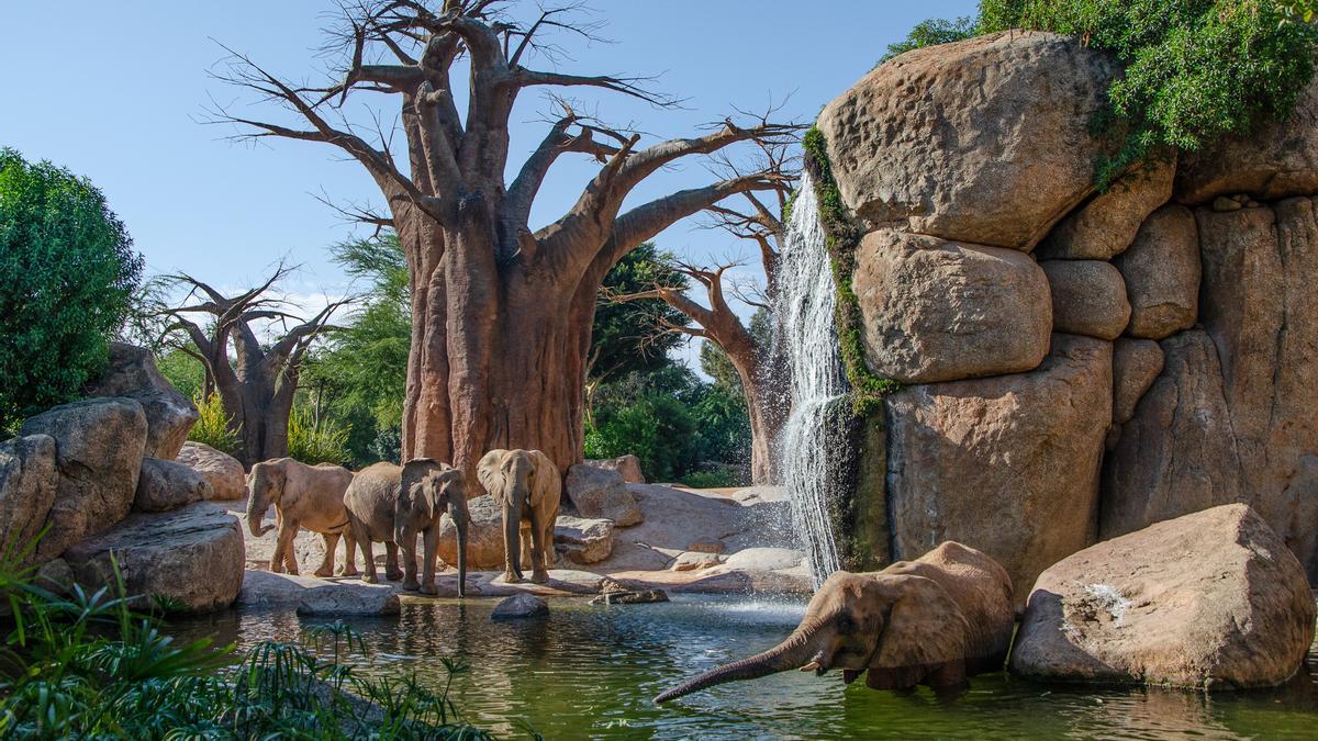 Bioparc Valencia permite observar ocho elefantes africanos en una recreación de su hábitat.
