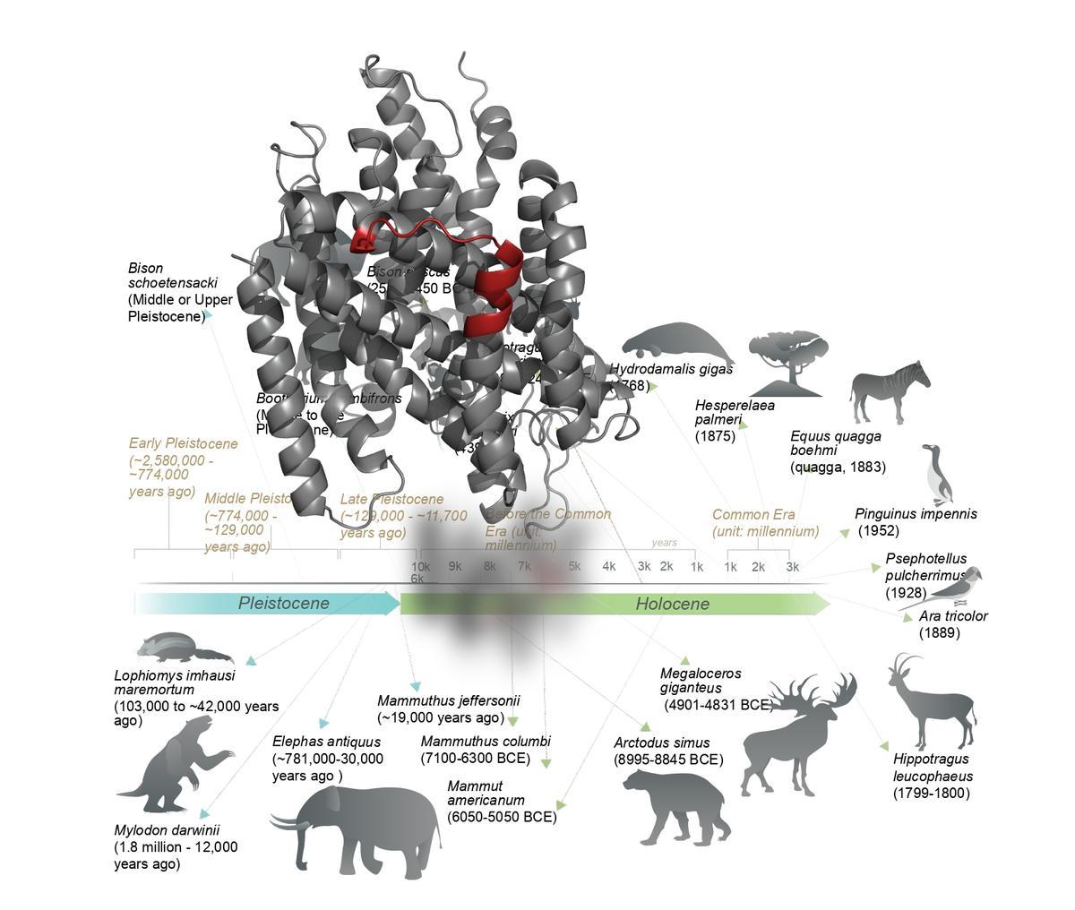 Estructura molecular