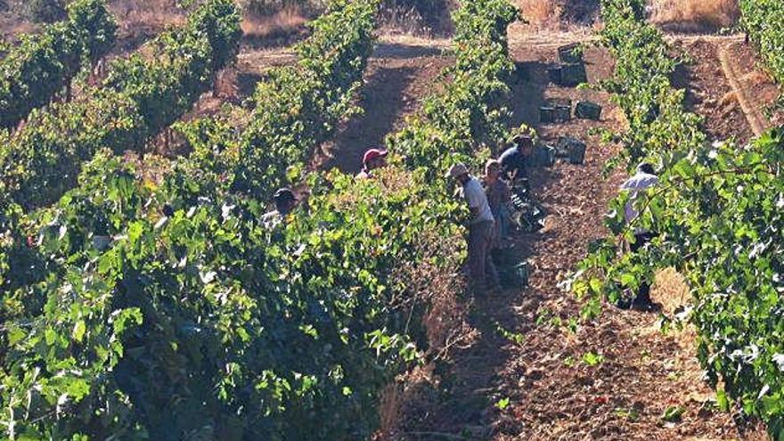 Vendimia en una parcela de viñedo de la Denominación de Origen Toro.