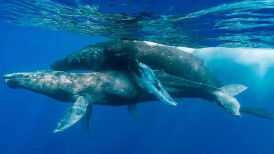 Éxtasis en el mar entre ballenas macho