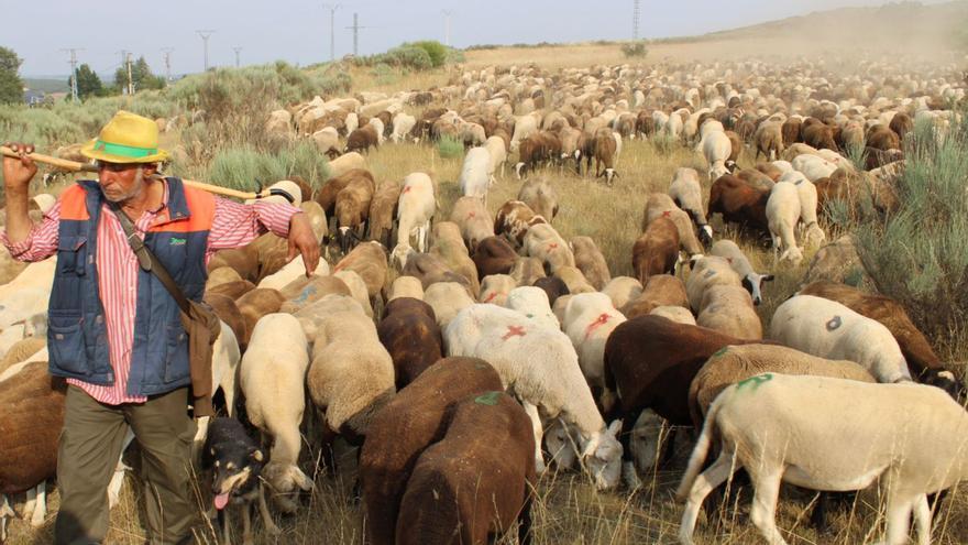 Las ovejas alistanas buscan el frescor en la sierra de Sanabria