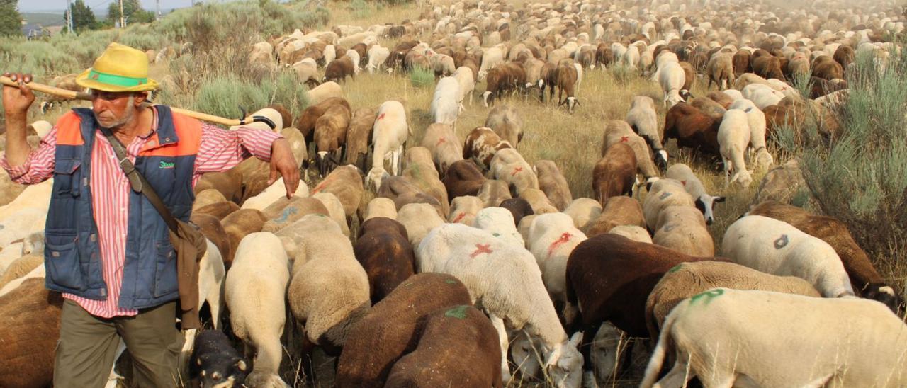 Distintos momentos del paso de las ovejas alistanas por la comarca de Sanabria camino de la Sierra Segundera | Araceli Saavedra