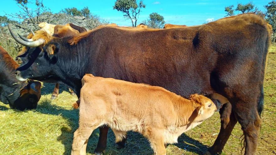 Las vacas en ecológico de Zamora que &quot;capean el temporal&quot; de la rentabilidad agraria