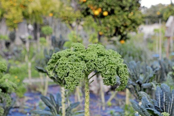 In den Beeten der Biogranja La Real bei Palma wachsen gleich vier supergesunde Sorten des Modegemüses "Kale".