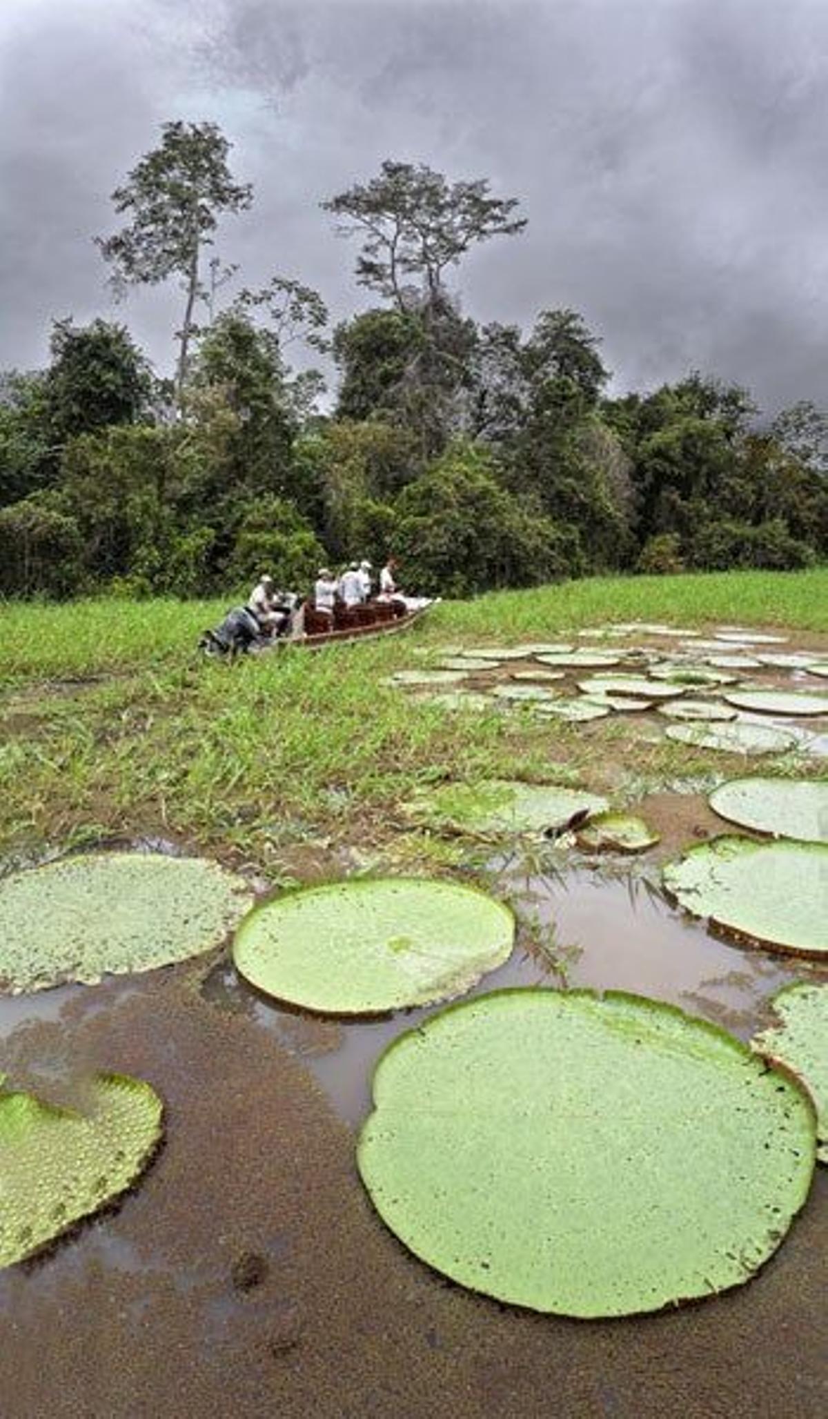 La Amazonia peruana, que se desgaja en un sinfín de canales y afluentes, ocupa el 60 por ciento de