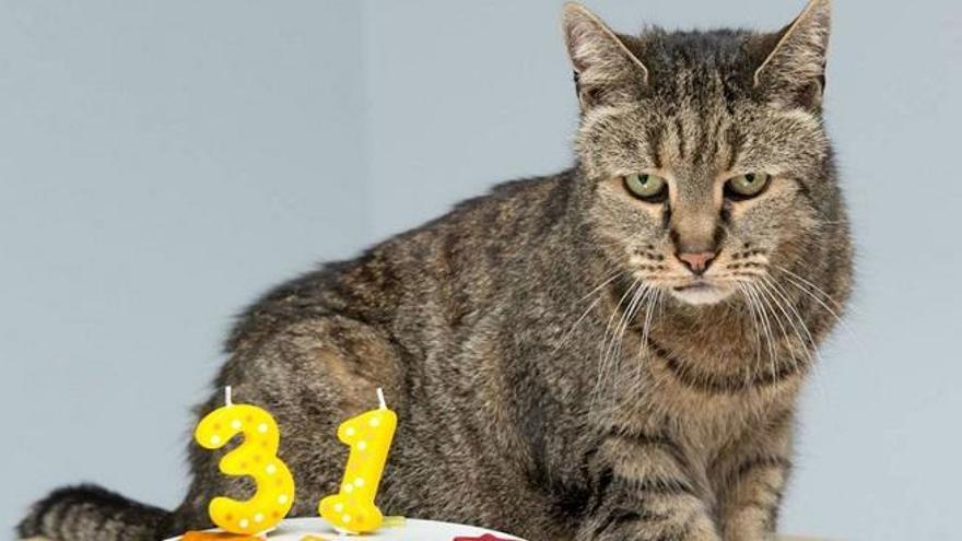 Muere Nutmeg, el gato más viejo del mundo