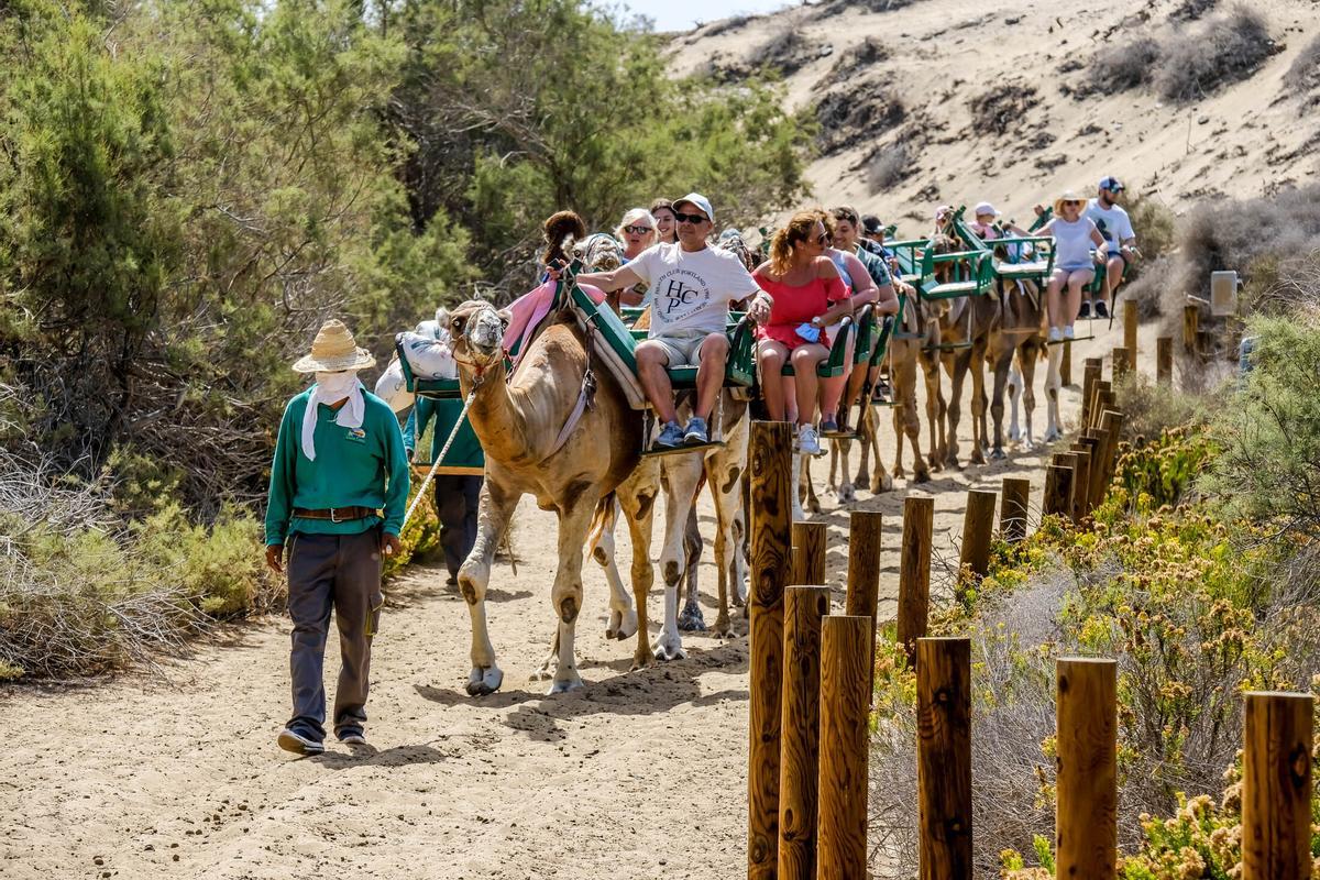 Excursión en camello por las dunas de Maspalomas.