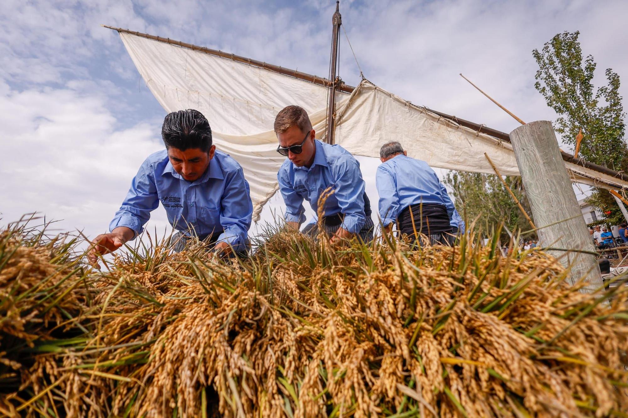 El puerto de Catarroja reúne a 5.000 personas en la Fiesta de la siega del arroz
