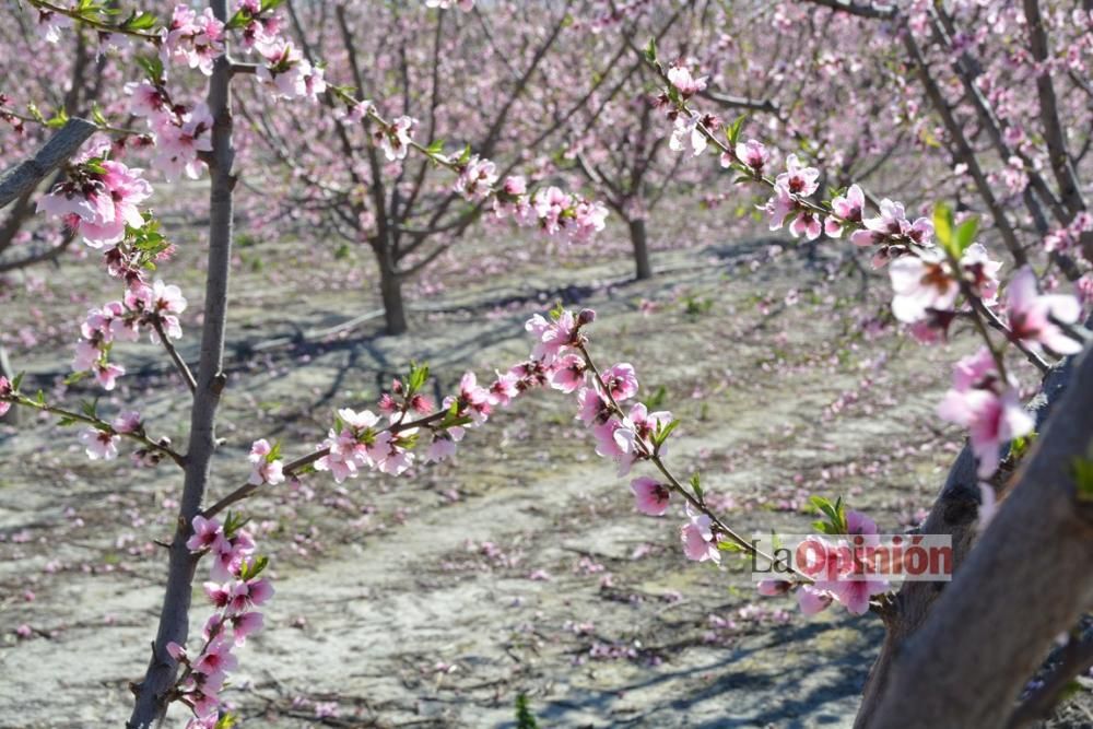 Comienza la Floración de Cieza