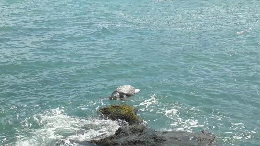 Hallan el cuerpo sin vida de una tortuga boba en una cala de Torrevieja