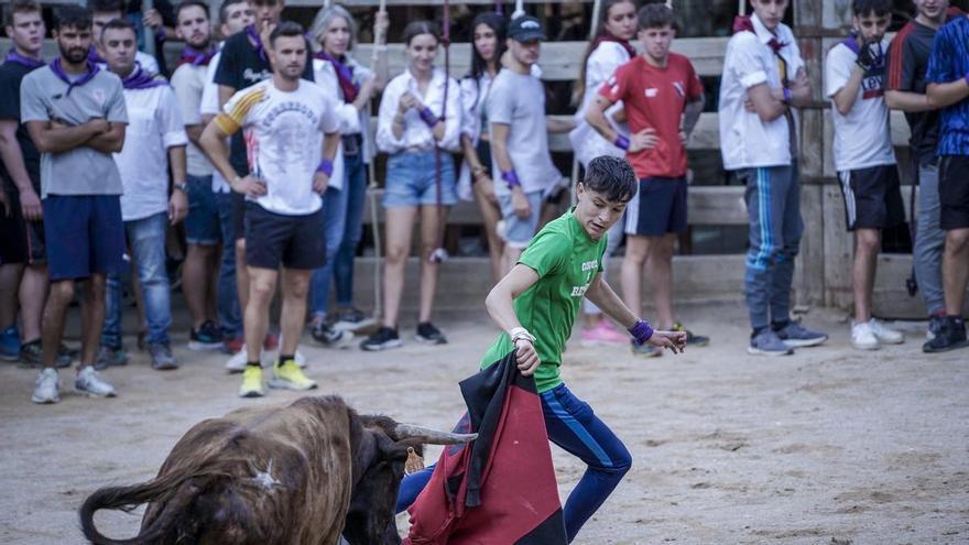 El Corre de bou es manté com un puntal de la Festa Major de Cardona amb nou sessions