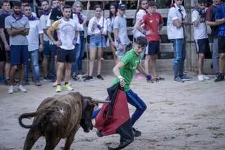 El Corre de bou es manté com un puntal de la Festa Major de Cardona amb nou sessions