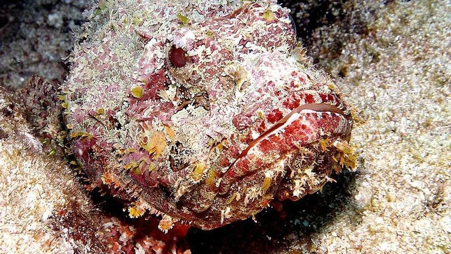 Pez piedra (Synanceia horrida)