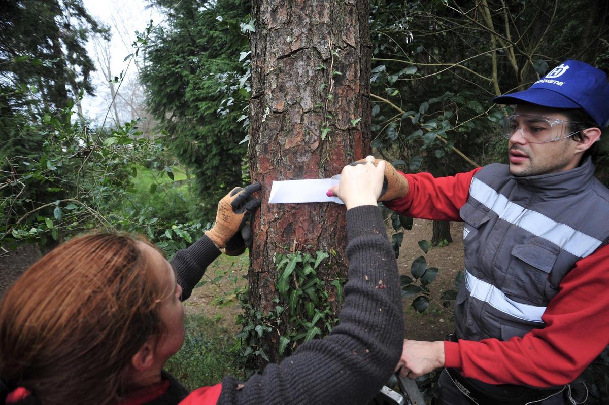 Unos operarios instalan una trampa para procesionarias, en Vilagarcía.