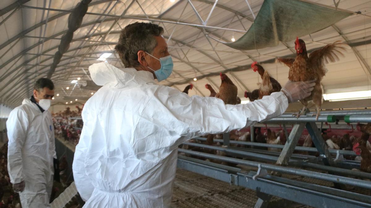 Dos veterinaris visitant una granja de Pau pel brot de grip aviària