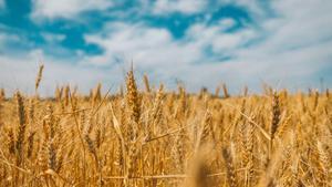 Campos de trigo en el este de Ucrania.