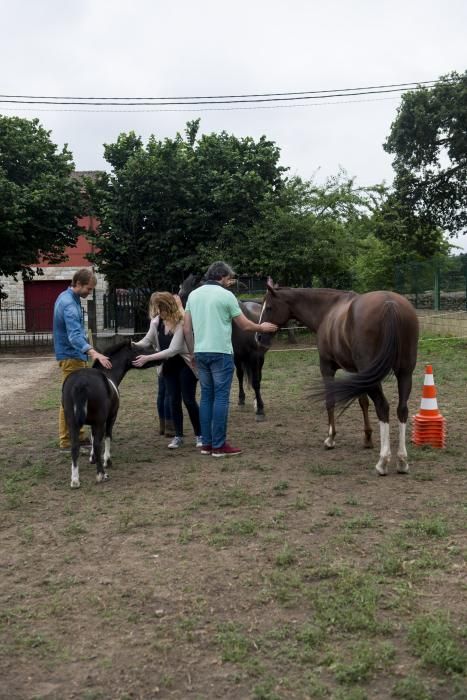 'Coaching' con caballos para empresarios