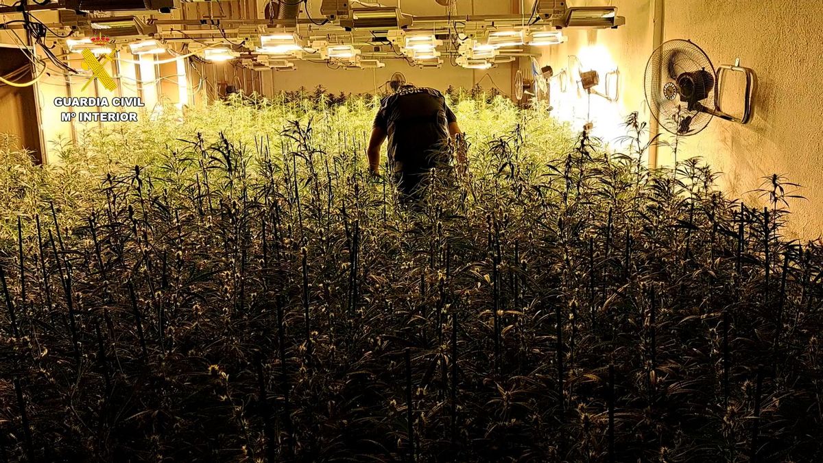 Una de las plantaciones de marihuana desarticuladas por la Guardia Civil.