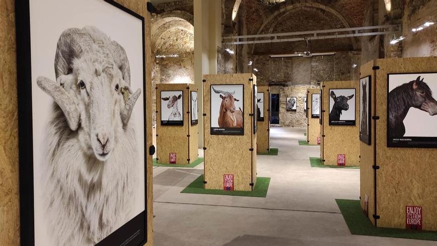 Arte, pastoreo y Paquitos de cordero: Aranjuez recibe la gira cultural 'Bestiarium'