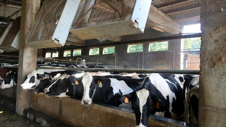 L&#039;onada de calor a les granges: dutxes per a vaques, porcs que no mengen i un 20% més de consum elèctric