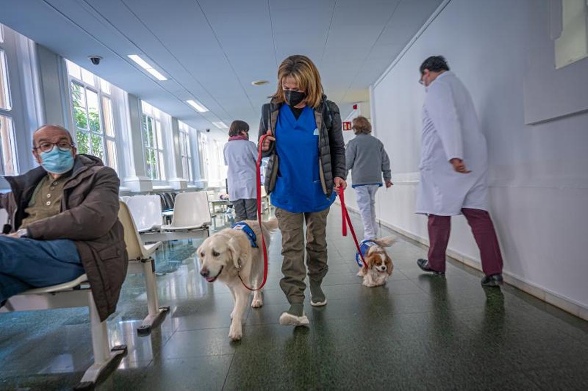 Terapia con perros, en el hospital de día de niños, en el Clínic