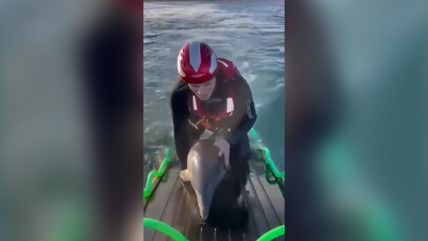 Rescatan dos crías de delfín varadas en Santoña, Cantabria