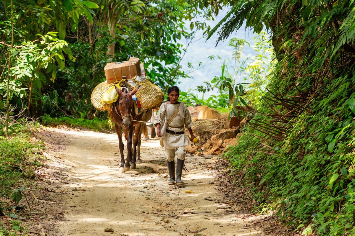 Un hombre indígena kogui transporta mercancías en la Sierra Nevada de Santa Marta, Colombia