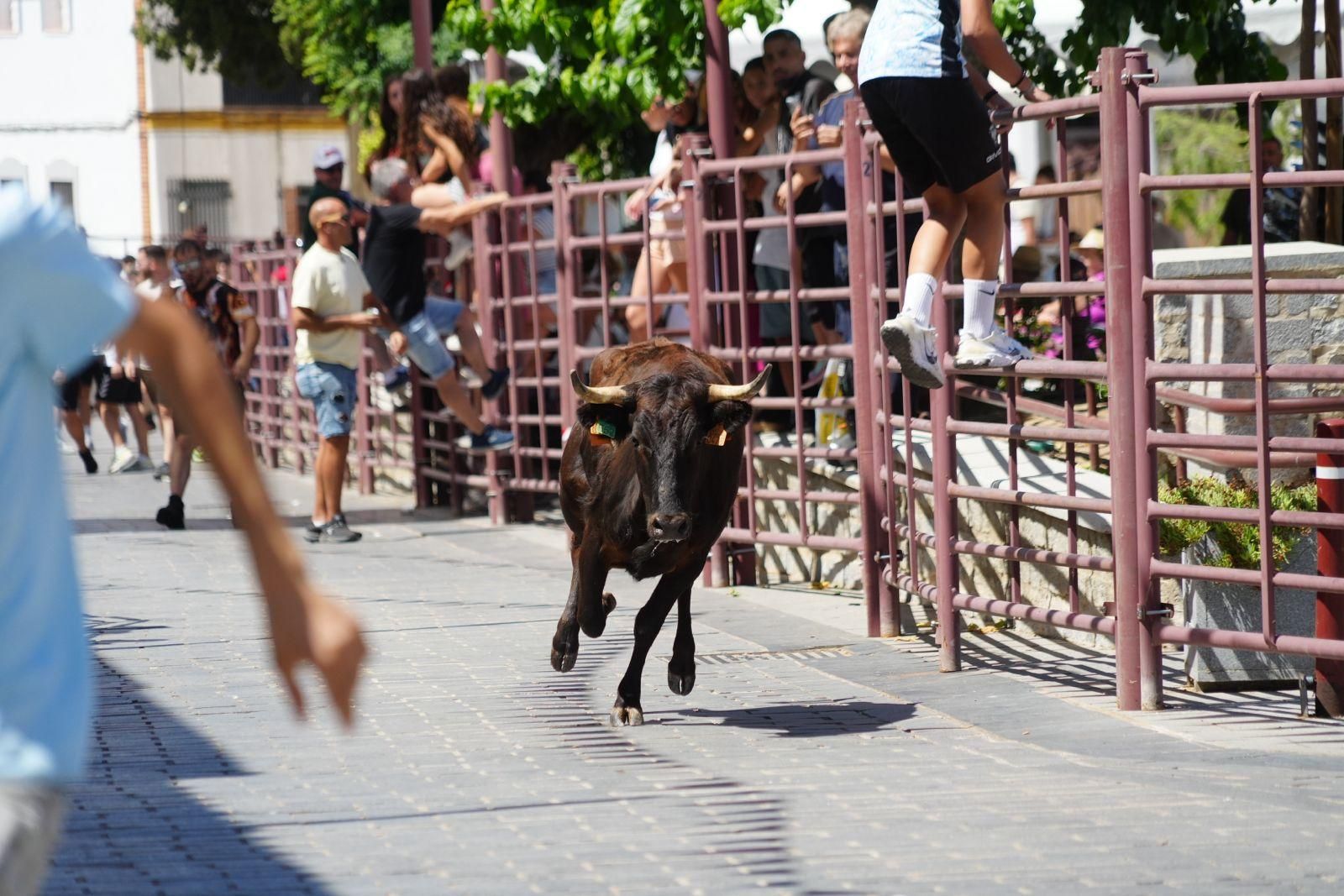 Alcaracejos vive con intensidad el inicio de sus tradicionales encierros de vaquillas