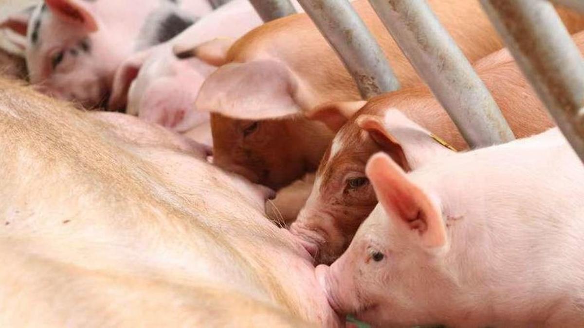 Tostones intentan mamar de sus madres en una instalación ganadera de Zamora.