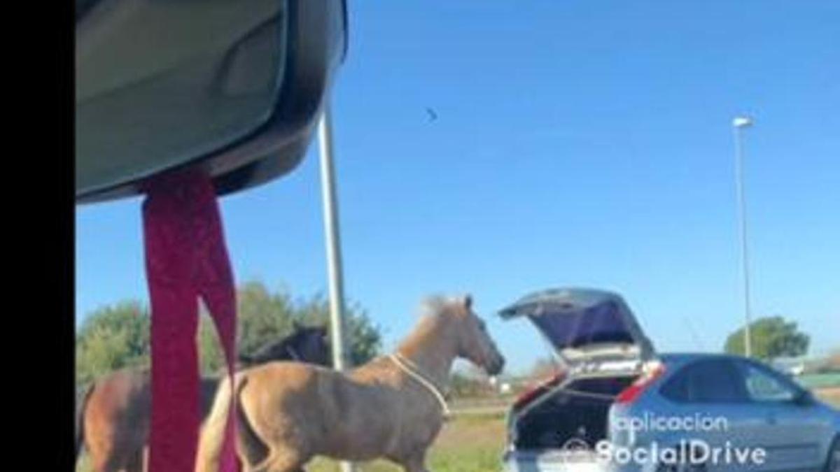 Imagen del coche con el maletero abierto y atados dos caballos.