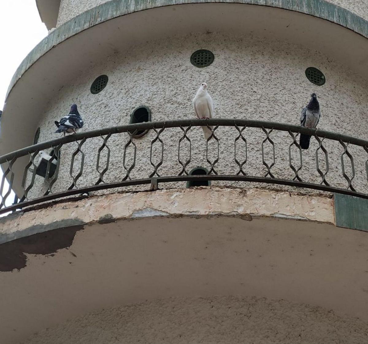 La caída de azulejos del palomar del Parque Municipal fuerza a actuar de urgencia | J.R.E.