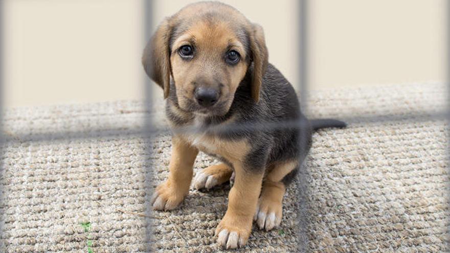 Más de 100.000 perros fueron abandonados en España en 2015
